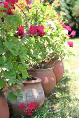 Photo of Petunia Pots